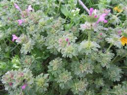 Image result for Chlorophytum amplexicaule