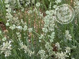 Image result for Lankesteria alba