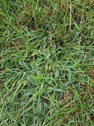 Pin On Garden
