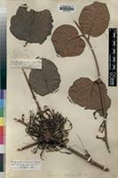 Image result for Phragmanthera capitata