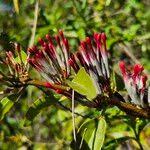 Image result for Agelanthus zizyphifolius