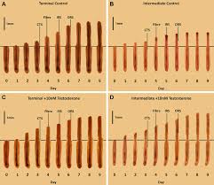 Testosterone is both a medication and a naturally occurring steroid hormone. Testosterone Stimulates The Growth Of Intermediate Hair Follicles In Download Scientific Diagram