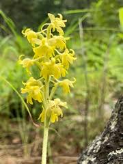 Image result for Habenaria uhehensis