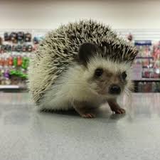 In most places around the globe it is illegal to capture. Animals Archives Pets 2 Cuddle