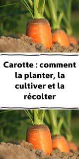 Carotte Comment La Planter La Cultiver Et La Recolter En 2021 Astuces De Jardinage Bio Jardinage En Serre Jardin De Legumes
