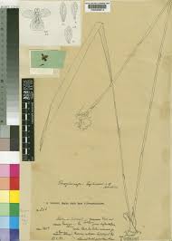 Image result for Orthochilus eustachyus