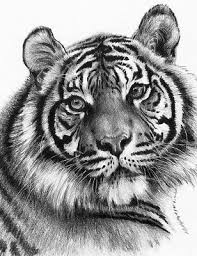 Sketching Skizzieren Malen Mit Bleistift Weisser Tiger Portrait Komplettset Ebay Fee zeichnen lernen mit bleistift schritt fur schritt video. sketching skizzieren malen mit bleistift weisser tiger portrait komplettset ebay