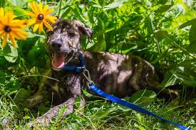 Please call to schedule an appointment to meet adoptable dogs! Happy Tails Dog Rescue Tbr News Media