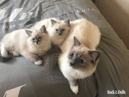 Olympe Chat Ragdoll Ragdoll Animaux Animaux Mignons