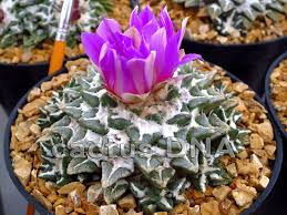 Image result for Kotschya carsonii