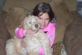 And don't forget the puppyspin tool, which is another fun and fast way to search for goldendoodle puppies for sale in wisconsin, usa area and goldendoodle dogs for adoption in wisconsin, usa area. Mini Goldendoodles F1b For Sale In Kewaskum Wisconsin Classified Americanlisted Com