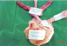 Of or relating to intersexuality intersex conditions also. Female Internal Genitalia In Intersex Pig Download Scientific Diagram