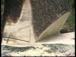 Motorsage Scharfen Tutorial Der Bayerischen Staatsforsten Baysf Youtube Baum Richtig Fallen Holzernte Baum Fallen