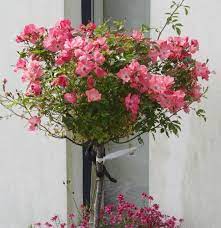 Pruning Rose Bushes Learn How To Prune Roses In A Few Simple Steps When To Prune Roses Rose Bush Rose Trees