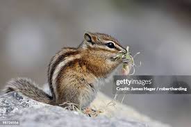 Image result for Hyperacanthus amoenus