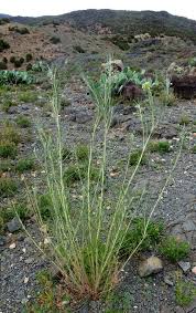 Image result for Gomphocarpus glaucophyllus