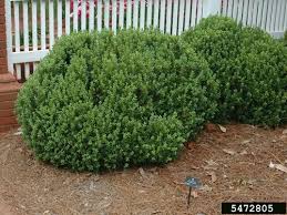 It is prized for its small, densely packed leaves, making it ideal for sculpting with a pair of garden shears or electric hedge trimmers. Boxwood Leafminer