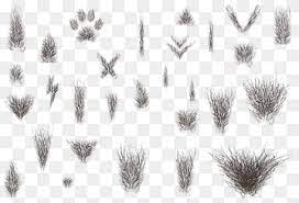 Pubic Hair Png Images Pngwing