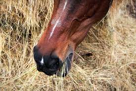 Myth Feed Horses Hay Before Grain Succeed Equine Blog