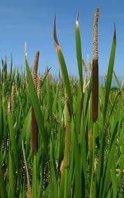 Image result for Typha capensis