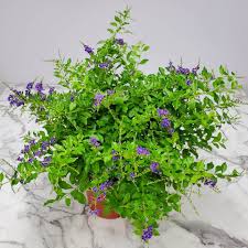 Image result for Duranta erecta