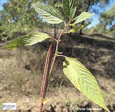 Image result for Corchorus olitorius