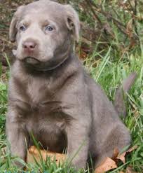 Find fresh ads in puppies for sale. Silver Labrador Puppies For Sale Pennsylvania