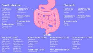 What Is Inulin Benefits Side Effects And Inulin Rich Foods