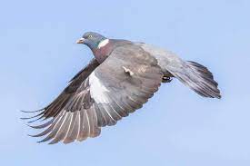 Have People In The Uk Really Been Banned From Shooting Wood Pigeons New Scientist