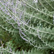 Image result for perovskia atriplicifolia 'little spire'
