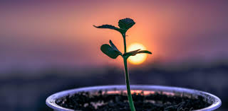 How does a rigid plant bend or grow to one side? Plants Can Tell Time Even Without A Brain Here S How