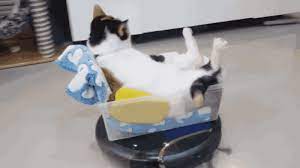 Cat On A Roomba Cats Cute Animals Funny Animal Pictures