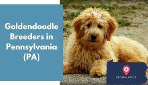 Breeders see the puppies daily and can make uncannily accurate recommendations once they know about your lifestyle and personality. 33 Goldendoodle Breeders In Pennsylvania Pa Goldendoodle Puppies For Sale Animalfate