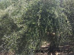 Koroneiki Olive Tree Oil Olives And Tree Characteristics