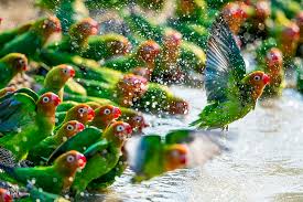 muhabbet kuslari surusu doga hayvanlar kuslar papagan su su damlalari hd masaustu duvar kagidi wallpaperbetter