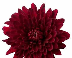 صورة Red Chrysanthemum flower