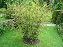 Competition with other plants will also slow its spread rate, especially in places where the sunlight is blocked form touching the ground. How To Grow Bamboo Growing Conditions Planting Maintenance
