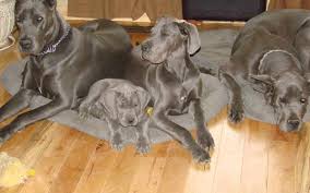 However, free great dane dogs and puppies are a rarity as rescues usually charge a small adoption fee to cover their expenses (usually less than $200). Great Dane Puppies For Adoption Near Me Petswithlove Us