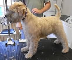 Wheaten Terrier Grooming