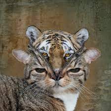 Wenn dir „tigerkatze gefällt, gefallen dir vielleicht auch diese ideen. In Jeder Katze Steckt Ein Tiger Foto Bild Composing Katze Digiart Bilder Auf Fotocommunity