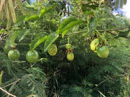 Image result for Terminalia superba