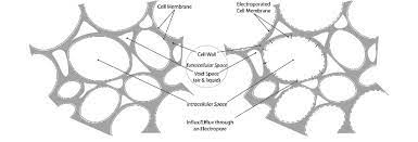 We did not find results for: A Schematic Representation Of Plant Tissue Before Left And After Download Scientific Diagram