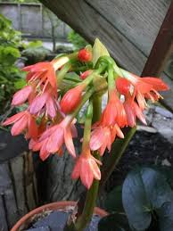 Image result for Scadoxus cinnabarinus