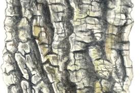 How To Identify A Tree By Its Bark Discover Wildlife