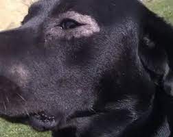 Hair loss & itchiness on dog's mouth and around eyes by: Vt6zas8hdgtlvm