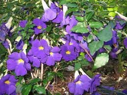 Thunbergia Erecta Pretty Plants Plants Purple Garden