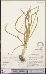 Image result for Pycreus mundtii