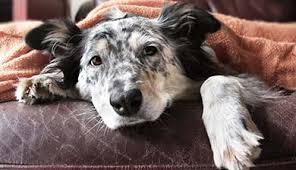 Check spelling or type a new query. Can Dogs Get Colds Symptoms And Treatment Advice Petplan