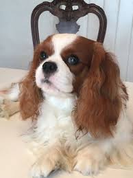 Pin By Mary Larowe On Charlie Cavalier King Charles Spaniel Cavalier King Charles Dog King Charles Dog Cavalier King Charles