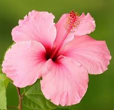 Couleur Rose Fleurs Hawaiennes Fleurs Hibiscus Fleurs Tropicales